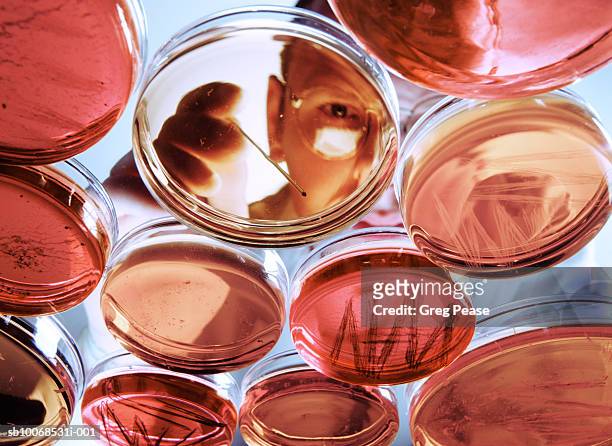 researcher examining cultures in petri dishes, close-up, low angle view - petri dish stock pictures, royalty-free photos & images