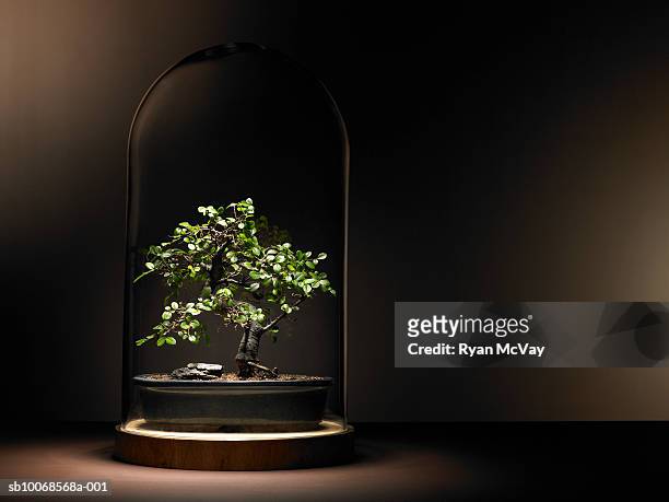 bonsai tree under glass dome - bonsai stock pictures, royalty-free photos & images