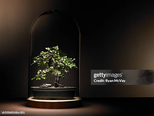 bonsai tree under glass dome - bonsaiträd bildbanksfoton och bilder