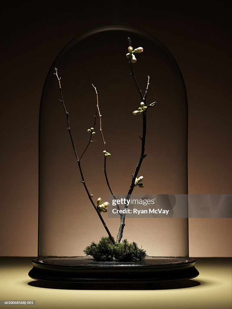 Ornamental cherry tree branches with buds under glass dome