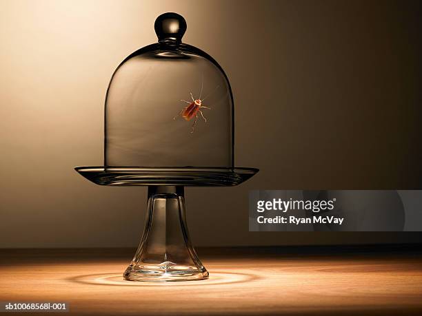 cockroach under bell jar - cockroaches stock pictures, royalty-free photos & images
