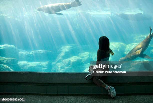 girl (6-7 years) looking at seals behind glass in pool, rear view - long beach california stock pictures, royalty-free photos & images