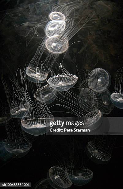 group of jelly fish, underwater - jellyfish - fotografias e filmes do acervo