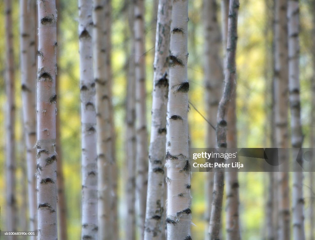 Silver Birch (Betula pendula) forest, close-up