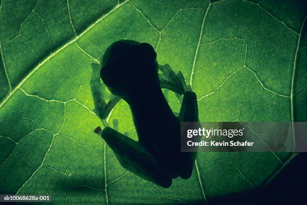 silhouette of glass frog (centronella sp.) on leaf, close-up - glass frog stock pictures, royalty-free photos & images