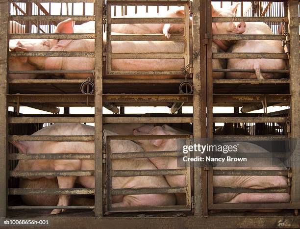china, quanzhou, group of pigs in cages - varkenshok stockfoto's en -beelden