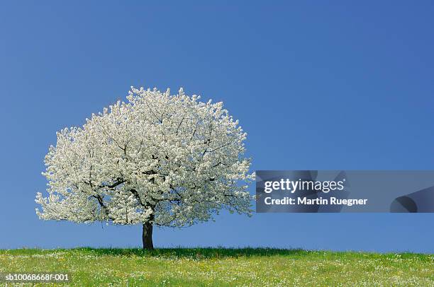 switzerland, cherry tree in blossom with blue sky - cerejeira árvore frutífera - fotografias e filmes do acervo