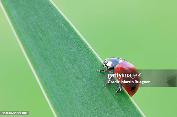 seven-spot ladybird (coccinella septempunctata).on leaf - marienkäfer stock-fotos und bilder