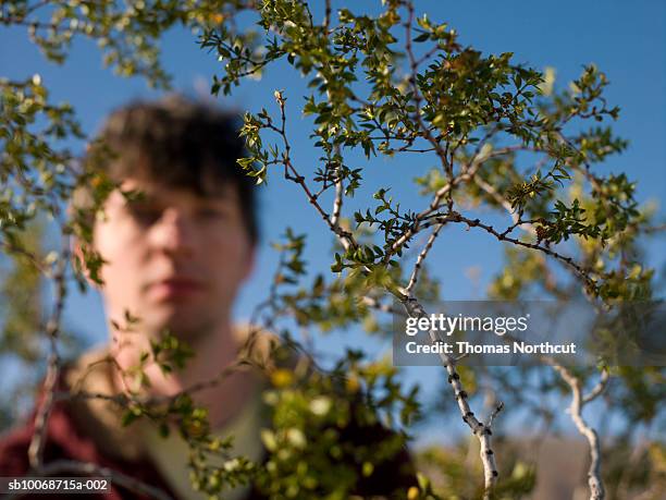 man looking through tree branches, focus on foreground - idyllwild stock pictures, royalty-free photos & images