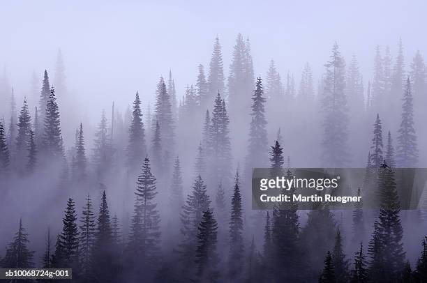 usa, washington, pierce county, mount rainier national park, cascade range, mist in  forest - wald nebel stock-fotos und bilder
