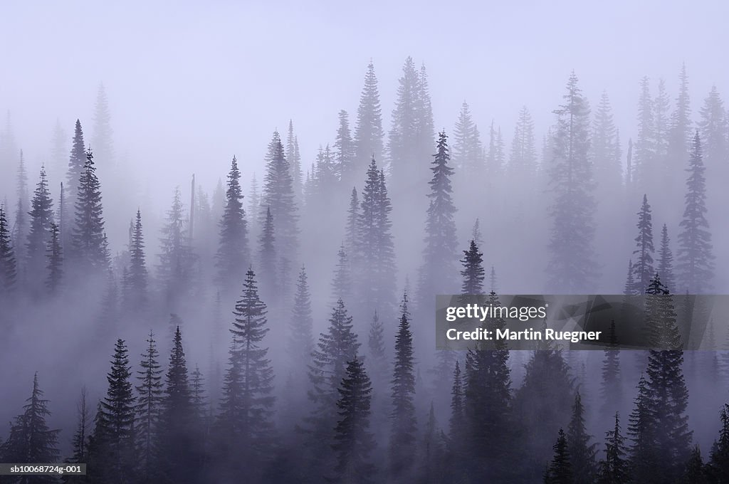 USA, Washington, Pierce County, Mount Rainier National Park, Cascade Range, Mist in forest