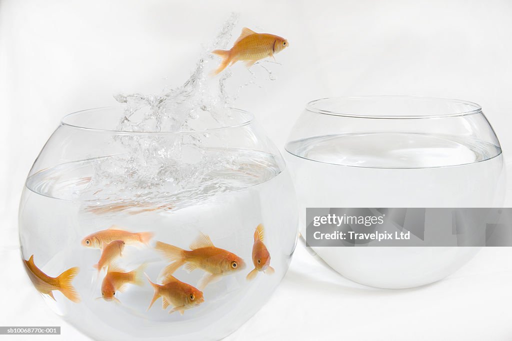 Goldfish escaping from crowded bowl to empty one