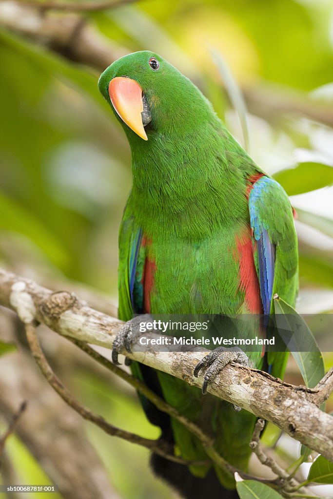 Male Eclectus Parrot (Eclectus roratus) wild bird
