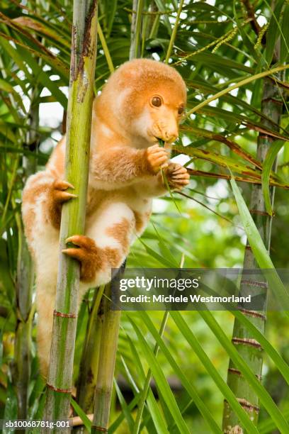 hand raised spotted cuscus (phalangista maculata) on tree - spotted cuscus stock pictures, royalty-free photos & images