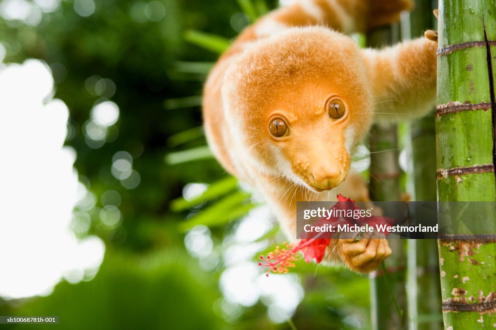 Hand raised spotted cuscus (Phalangista maculata) on tree