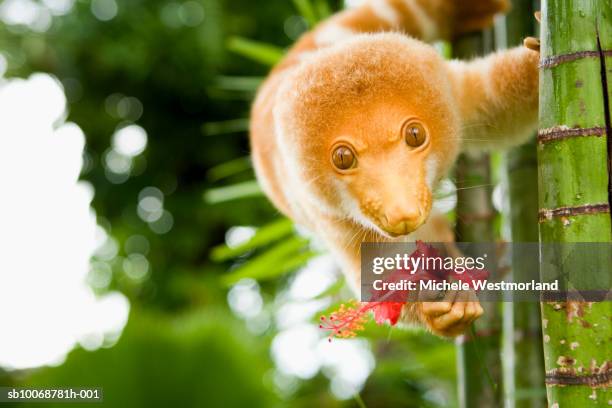 hand raised spotted cuscus (phalangista maculata) on tree - flora of papua new guinea stock pictures, royalty-free photos & images