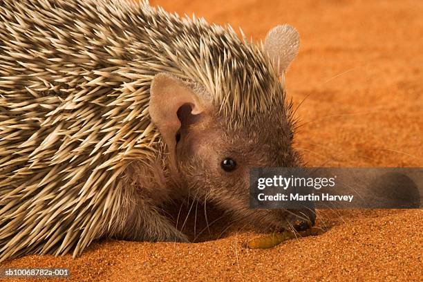 lesser hedgehog tenrec (echinops telfairi), close-up - lesser hedgehog tenrec echinops telfairi stock pictures, royalty-free photos & images
