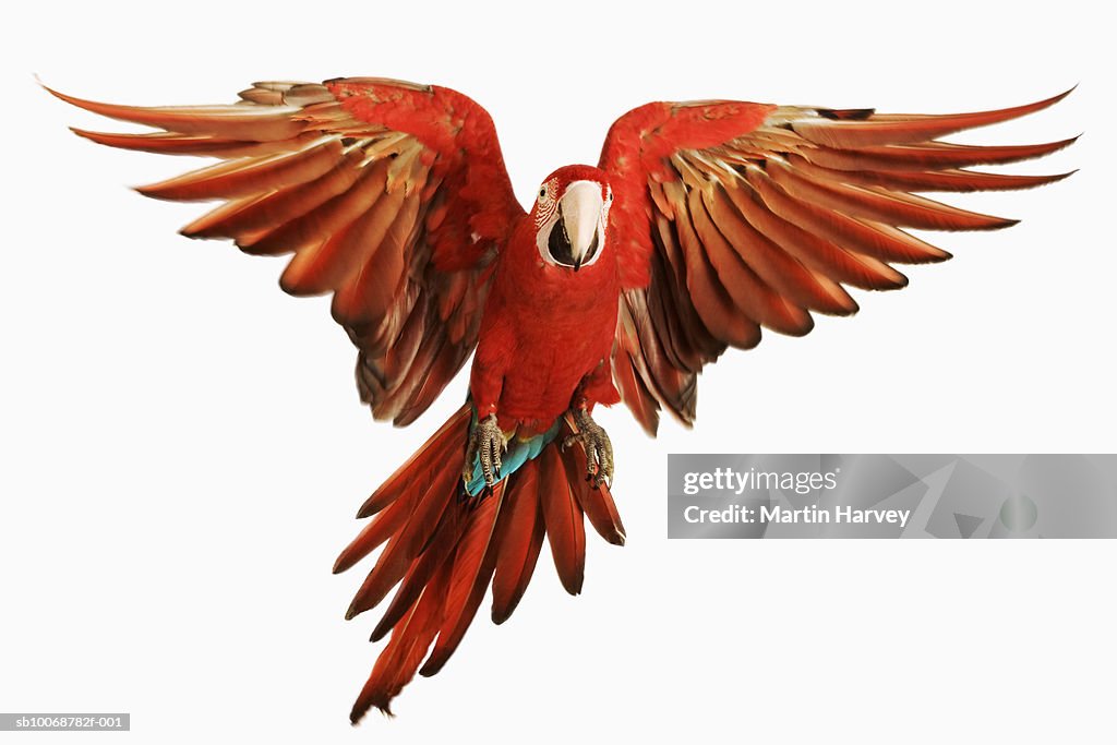 Red-and-green Macaw (Ara chloroptera) against white background