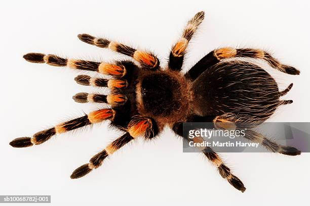 mexican redknee tarantula (brachypelma smithi) on white background, directly above - mexican redknee tarantula stock pictures, royalty-free photos & images