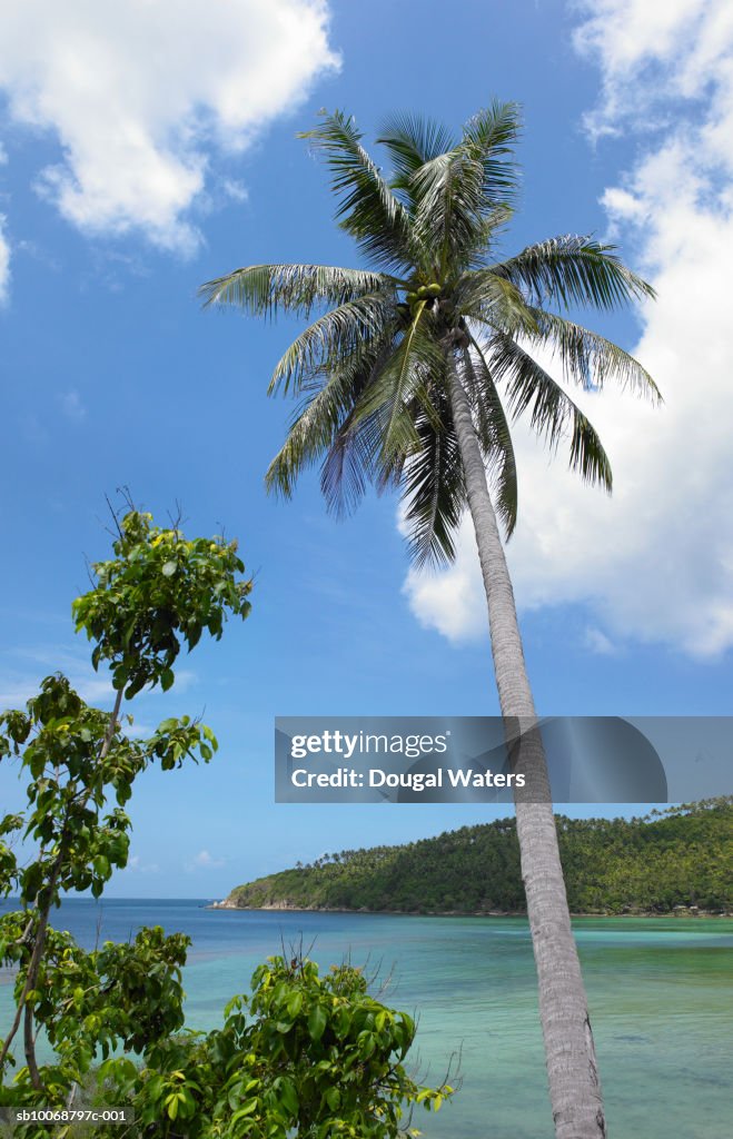 Palm trees and sea