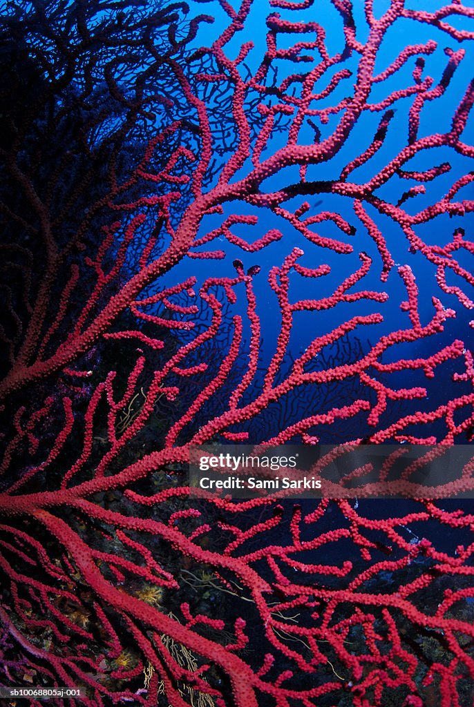 Red gorgonian sea fan (Paramuricea Clavata), close up, underwater