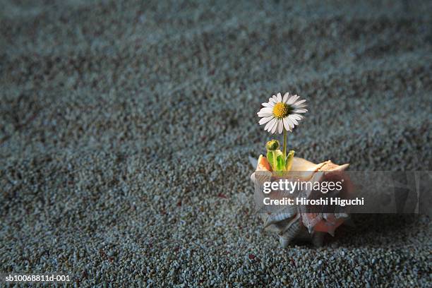 daisy (bellis perennis) flower growing in conch shell, studio shot - conch stock pictures, royalty-free photos & images