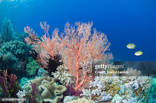 two fish in coral reef, underwater view - cnidarian - fotografias e filmes do acervo