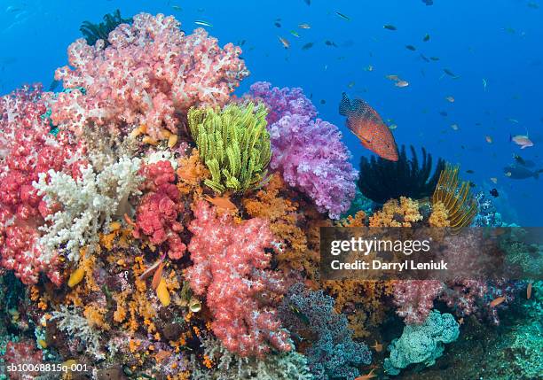 coral reef, uderwater view - raja ampat stock-fotos und bilder