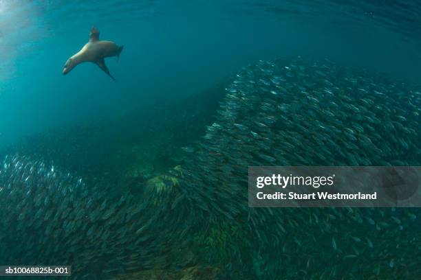 mexico, baja california , sea lion (zalophus californianus) swimming over school of fish, underwater - sea lion stock pictures, royalty-free photos & images