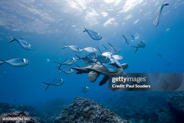 green turtle (chelonia mydas) swimming amongst steel pompano (trachinotus stilbe) fish, underwater - sydamerika bildbanksfoton och bilder
