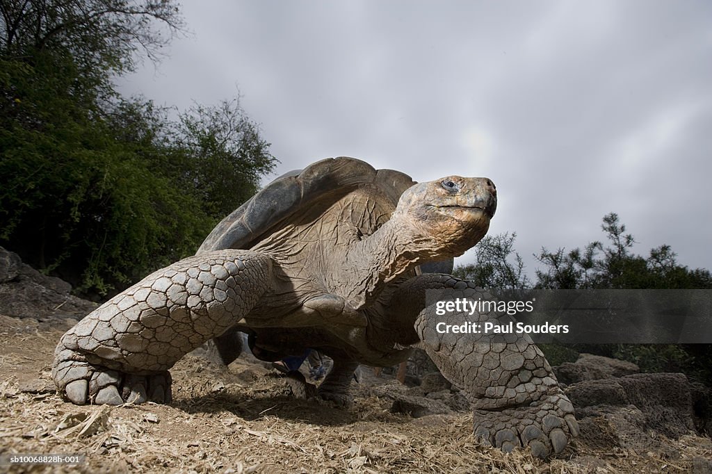 Ecuador, Galapagos Islands, Santa Cruz Island, Puerto Ayora, Giant GalapagosTortoise (Geochelone elephantopus), low angle view