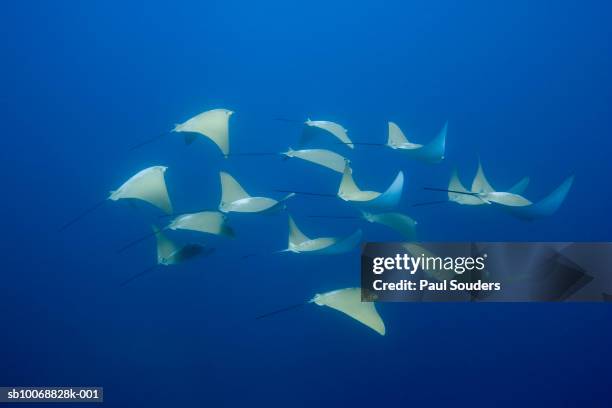 Golden Cow Rays Cow Nose Ray Photos and Premium High Res Pictures - Getty Images