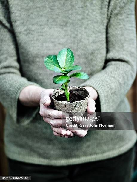 close-up of woman's hands with potted seedling - king's lynn stock pictures, royalty-free photos & images