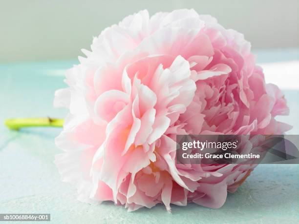 detail of pink peony (paeonia lactiflora) - chinese peony imagens e fotografias de stock