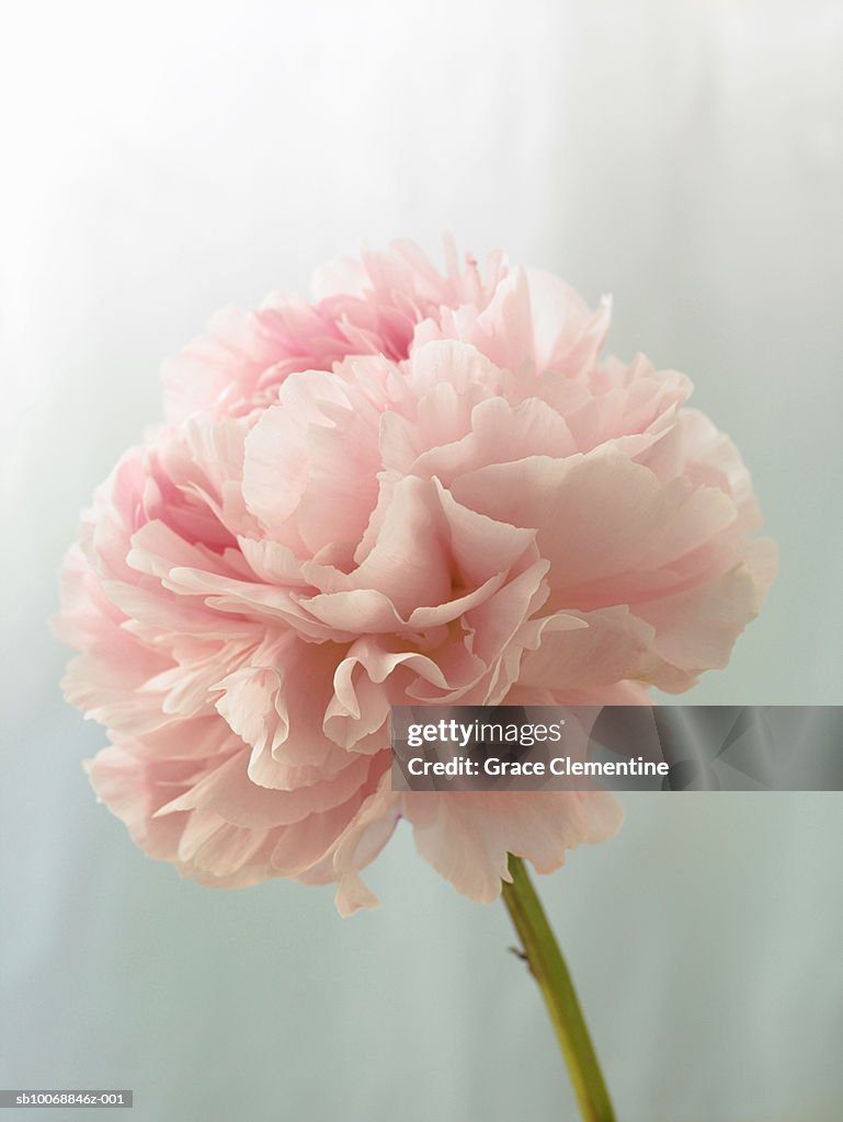 Pink peony (Paeonia lactiflora) against light blue background, close-up