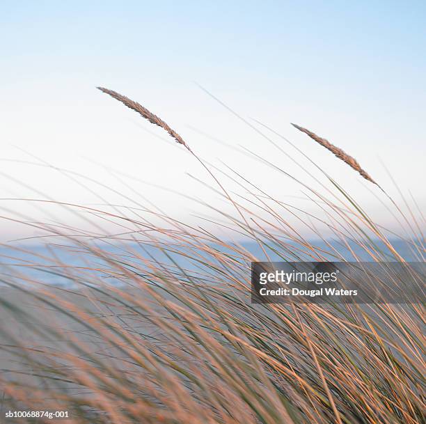 england, norfolk coast, maron grasses on beach - dougal waters 個照片及圖片檔