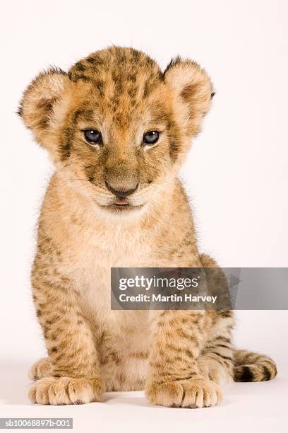 lion cub (panthera leo) against white background, close up - lion white background imagens e fotografias de stock