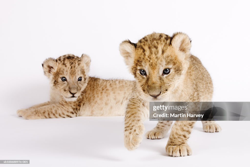 Lion cubs (Panthera leo) against white background, close up