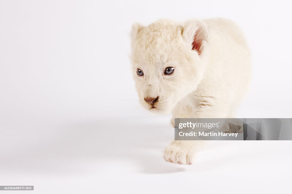 White lion cub (Panthera leo krugen) against white background, close-up