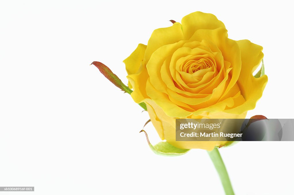 Yellow rose against white background