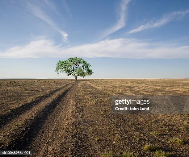 usa, california, sausalito, lone tree in field - single tree foto e immagini stock