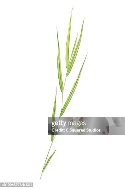 ribbon grass blade, studio shot - blade of grass stock pictures, royalty-free photos & images