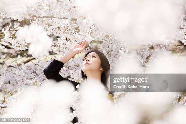 young woman touching cherry blossoms - kinuta park stockfoto's en -beelden