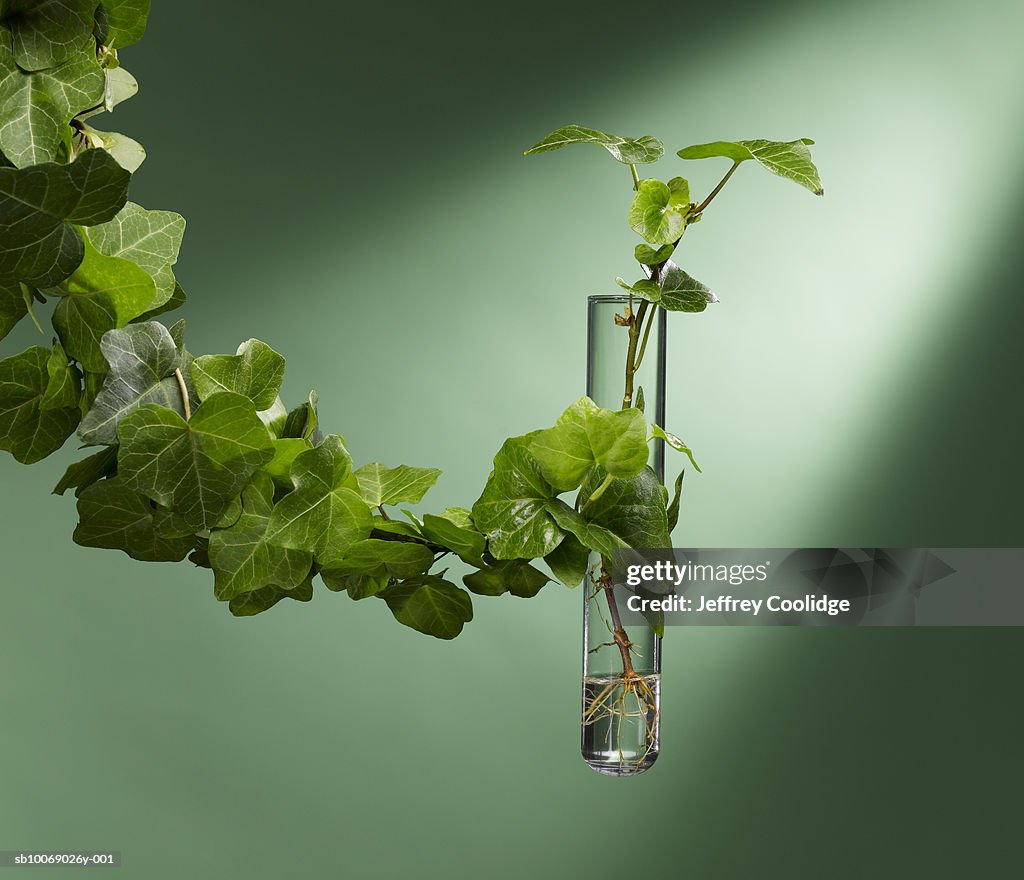 Ivy tangling test tube, studio shot