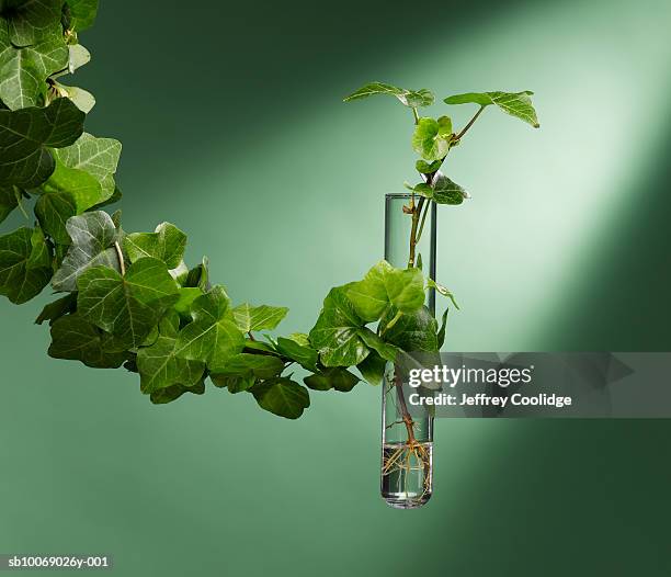 ivy tangling test tube, studio shot - english ivy stock pictures, royalty-free photos & images