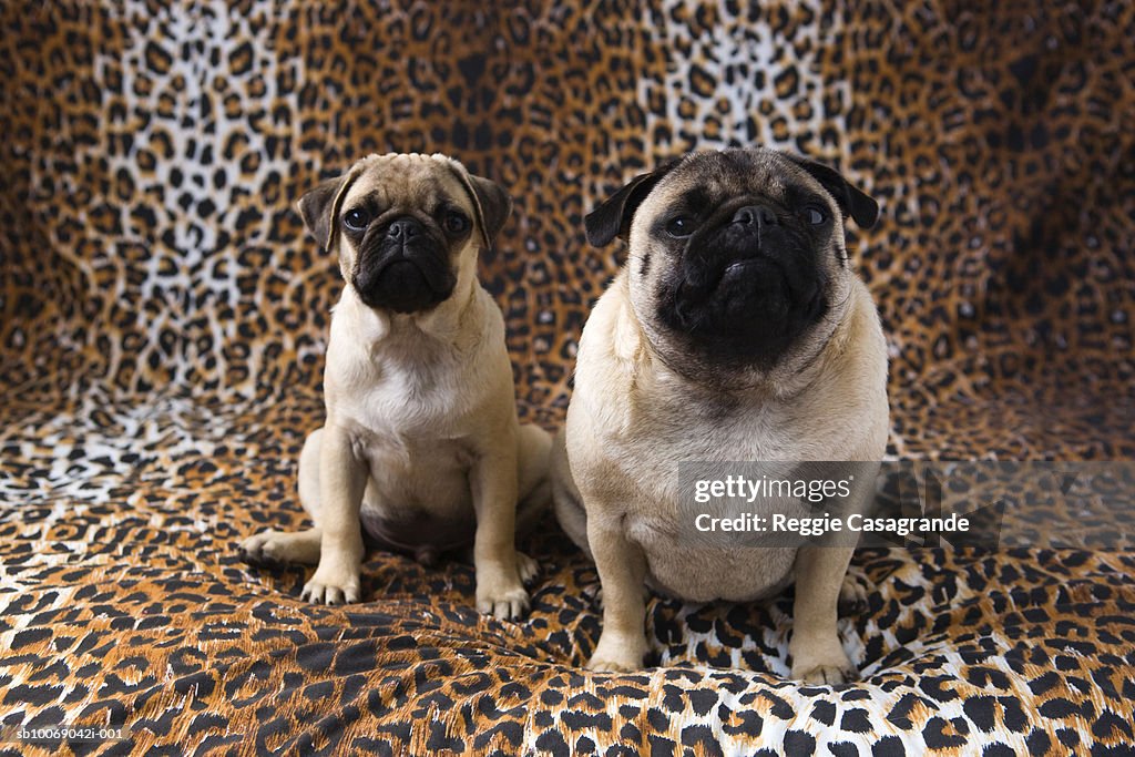 Two Pug dogs sitting against animal print background