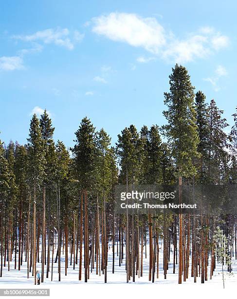 girl (8-9) standing in snow - only kids at sky stock pictures, royalty-free photos & images
