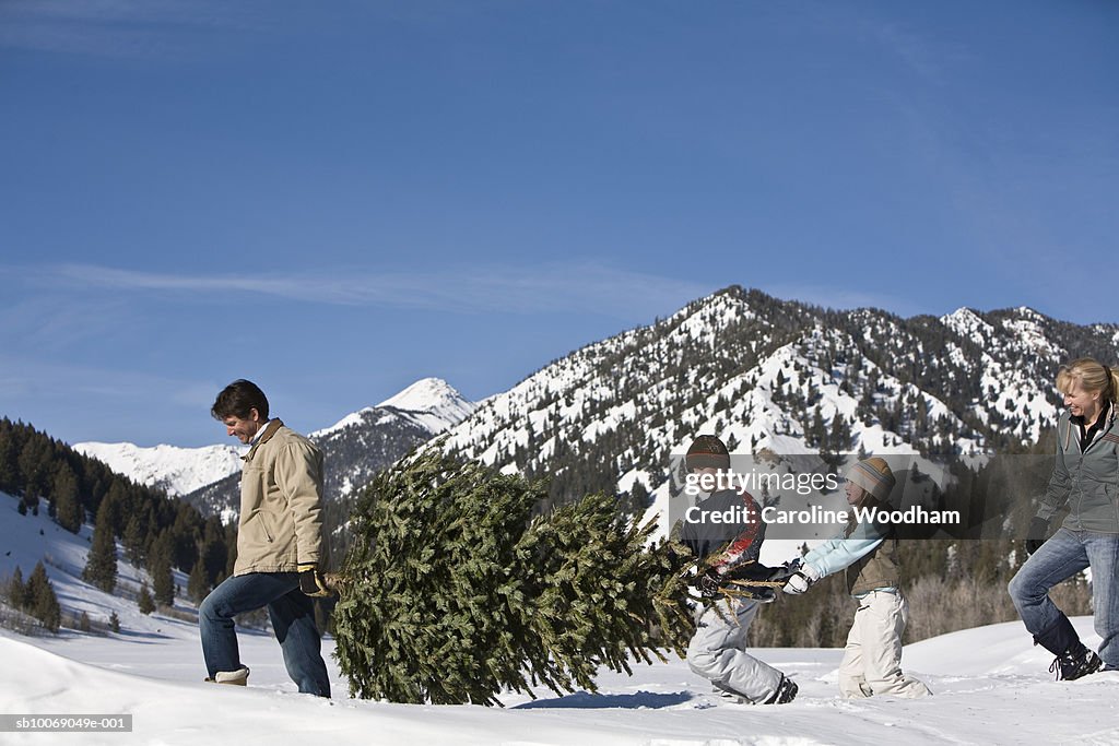 Family with two children (8-10) carrying christmas tree in mountains