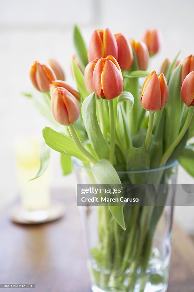 Fresh tulips in vase, close-up