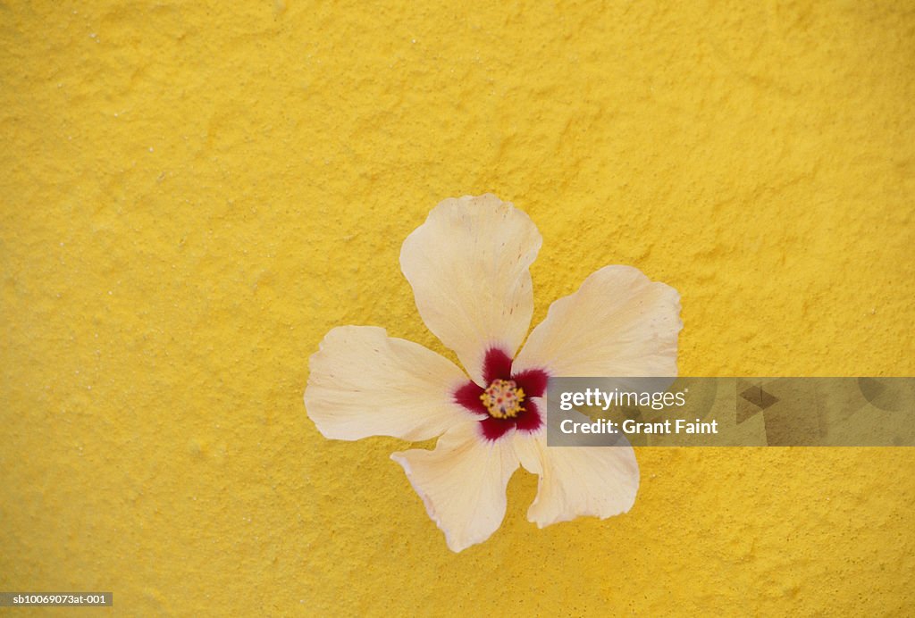 Flower head on yellow wall